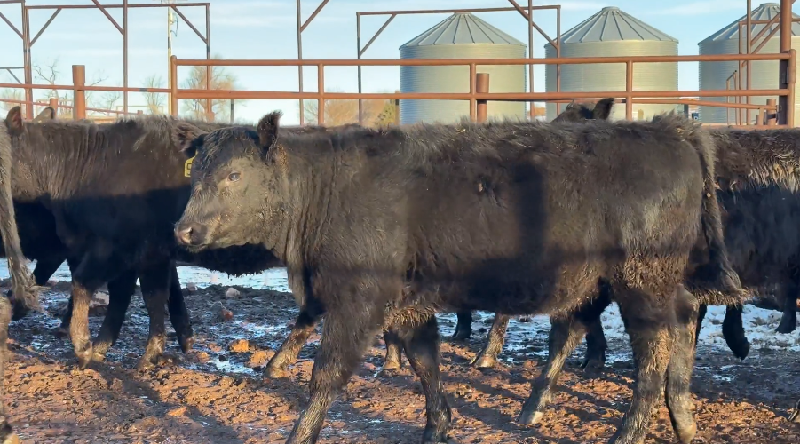 630 lb, fancy, jet black, Bangs vaccinated, home raised, 1 iron!-BS1217B5